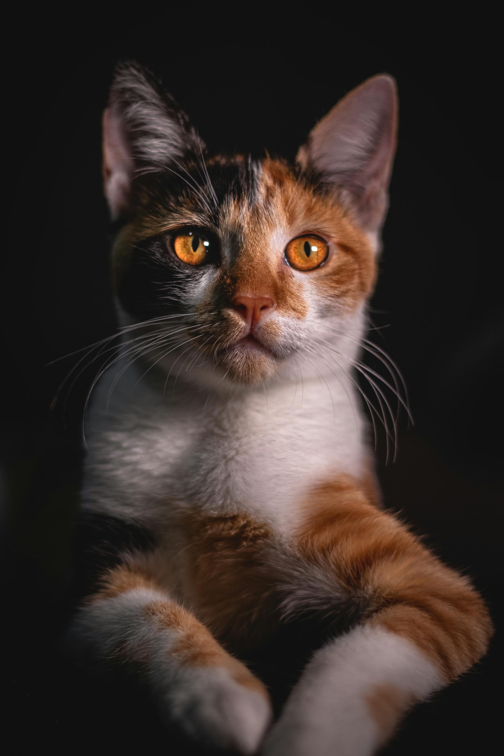 Charming close-up of a Calico cat with striking orange eyes against a dark background.